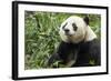 China, Sichuan, Chengdu, Giant Panda Bear Feeding on Bamboo Shoots-Paul Souders-Framed Photographic Print