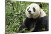 China, Sichuan, Chengdu, Giant Panda Bear Feeding on Bamboo Shoots-Paul Souders-Mounted Photographic Print