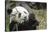 China, Sichuan, Chengdu, Giant Panda Bear Feeding on Bamboo Shoots-Paul Souders-Stretched Canvas