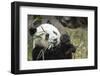 China, Sichuan, Chengdu, Giant Panda Bear Feeding on Bamboo Shoots-Paul Souders-Framed Photographic Print