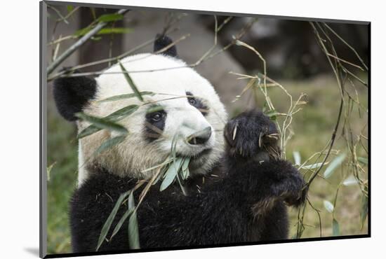 China, Sichuan, Chengdu, Giant Panda Bear Feeding on Bamboo Shoots-Paul Souders-Mounted Photographic Print