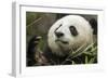 China, Sichuan, Chengdu, Giant Panda Bear Feeding on Bamboo Shoots-Paul Souders-Framed Photographic Print