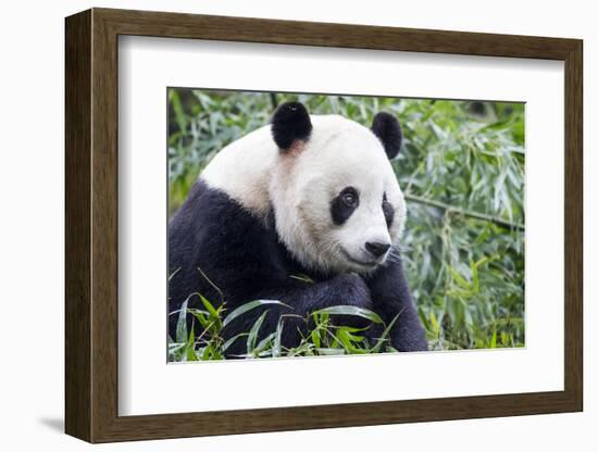 China, Sichuan, Chengdu, Giant Panda Bear Feeding on Bamboo Shoots-Paul Souders-Framed Photographic Print