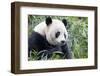 China, Sichuan, Chengdu, Giant Panda Bear Feeding on Bamboo Shoots-Paul Souders-Framed Photographic Print