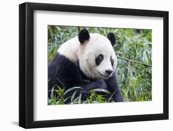 China, Sichuan, Chengdu, Giant Panda Bear Feeding on Bamboo Shoots-Paul Souders-Framed Photographic Print