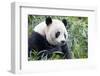 China, Sichuan, Chengdu, Giant Panda Bear Feeding on Bamboo Shoots-Paul Souders-Framed Photographic Print