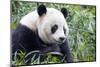 China, Sichuan, Chengdu, Giant Panda Bear Feeding on Bamboo Shoots-Paul Souders-Mounted Photographic Print