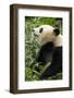 China, Sichuan, Chengdu, Giant Panda Bear Feeding on Bamboo Shoots-Paul Souders-Framed Photographic Print