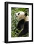 China, Sichuan, Chengdu, Giant Panda Bear Feeding on Bamboo Shoots-Paul Souders-Framed Photographic Print