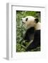 China, Sichuan, Chengdu, Giant Panda Bear Feeding on Bamboo Shoots-Paul Souders-Framed Photographic Print