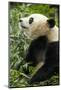 China, Sichuan, Chengdu, Giant Panda Bear Feeding on Bamboo Shoots-Paul Souders-Mounted Photographic Print