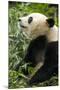 China, Sichuan, Chengdu, Giant Panda Bear Feeding on Bamboo Shoots-Paul Souders-Mounted Photographic Print