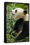 China, Sichuan, Chengdu, Giant Panda Bear Feeding on Bamboo Shoots-Paul Souders-Framed Stretched Canvas