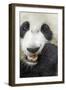 China, Sichuan, Chengdu, Giant Panda Bear Feeding on Bamboo Shoots-Paul Souders-Framed Photographic Print