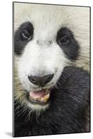 China, Sichuan, Chengdu, Giant Panda Bear Feeding on Bamboo Shoots-Paul Souders-Mounted Photographic Print