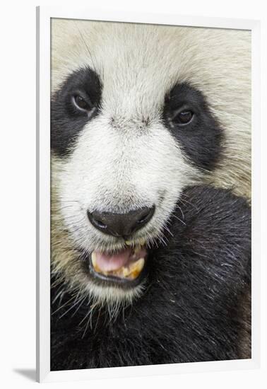 China, Sichuan, Chengdu, Giant Panda Bear Feeding on Bamboo Shoots-Paul Souders-Framed Photographic Print