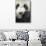 China, Sichuan, Chengdu, Giant Panda Bear Feeding on Bamboo Shoots-Paul Souders-Mounted Premium Photographic Print displayed on a wall