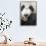 China, Sichuan, Chengdu, Giant Panda Bear Feeding on Bamboo Shoots-Paul Souders-Mounted Premium Photographic Print displayed on a wall