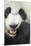 China, Sichuan, Chengdu, Giant Panda Bear Feeding on Bamboo Shoots-Paul Souders-Mounted Premium Photographic Print