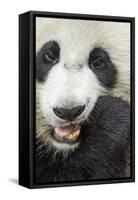 China, Sichuan, Chengdu, Giant Panda Bear Feeding on Bamboo Shoots-Paul Souders-Framed Stretched Canvas