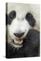 China, Sichuan, Chengdu, Giant Panda Bear Feeding on Bamboo Shoots-Paul Souders-Stretched Canvas