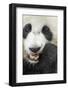 China, Sichuan, Chengdu, Giant Panda Bear Feeding on Bamboo Shoots-Paul Souders-Framed Photographic Print