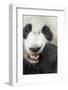 China, Sichuan, Chengdu, Giant Panda Bear Feeding on Bamboo Shoots-Paul Souders-Framed Photographic Print