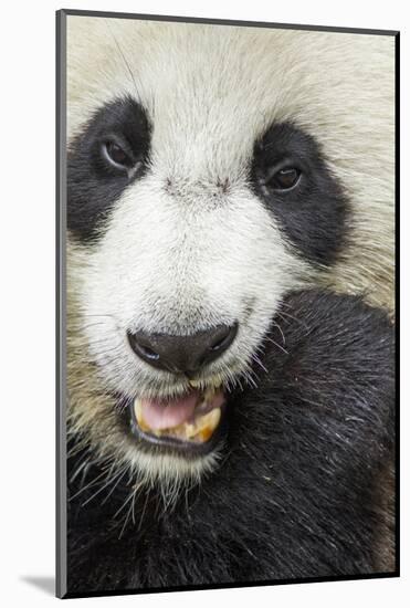 China, Sichuan, Chengdu, Giant Panda Bear Feeding on Bamboo Shoots-Paul Souders-Mounted Photographic Print