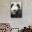 China, Sichuan, Chengdu, Giant Panda Bear Feeding on Bamboo Shoots-Paul Souders-Framed Stretched Canvas displayed on a wall