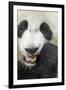 China, Sichuan, Chengdu, Giant Panda Bear Feeding on Bamboo Shoots-Paul Souders-Framed Premium Photographic Print