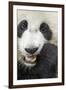 China, Sichuan, Chengdu, Giant Panda Bear Feeding on Bamboo Shoots-Paul Souders-Framed Photographic Print