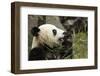 China, Sichuan, Chengdu, Giant Panda Bear Feeding on Bamboo Shoots-Paul Souders-Framed Photographic Print