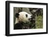 China, Sichuan, Chengdu, Giant Panda Bear Feeding on Bamboo Shoots-Paul Souders-Framed Photographic Print