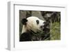 China, Sichuan, Chengdu, Giant Panda Bear Feeding on Bamboo Shoots-Paul Souders-Framed Photographic Print