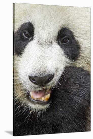 China, Sichuan, Chengdu, Giant Panda Bear Feeding on Bamboo Shoots-Paul Souders-Stretched Canvas