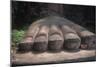 China, Sichuan, Leshan, Foot of Leshan Giant Buddha Statue at Mount Emei Scenic Area-null-Mounted Giclee Print