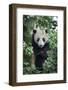China, Sichuan Province, Chengdu, Chengdu Research Base of Giant Panda Breeding. Young giant panda -Ellen Goff-Framed Photographic Print