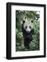 China, Sichuan Province, Chengdu, Chengdu Research Base of Giant Panda Breeding. Young giant panda -Ellen Goff-Framed Photographic Print