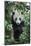 China, Sichuan Province, Chengdu, Chengdu Research Base of Giant Panda Breeding. Young giant panda -Ellen Goff-Mounted Photographic Print