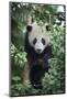 China, Sichuan Province, Chengdu, Chengdu Research Base of Giant Panda Breeding. Young giant panda -Ellen Goff-Mounted Photographic Print