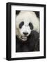 China, Sichuan Province, Chengdu, Pgiant Panda Bear Feeding on Bamboo-Paul Souders-Framed Photographic Print