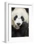 China, Sichuan Province, Chengdu, Pgiant Panda Bear Feeding on Bamboo-Paul Souders-Framed Photographic Print