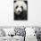 China, Sichuan Province, Chengdu, Pgiant Panda Bear Feeding on Bamboo-Paul Souders-Mounted Premium Photographic Print displayed on a wall