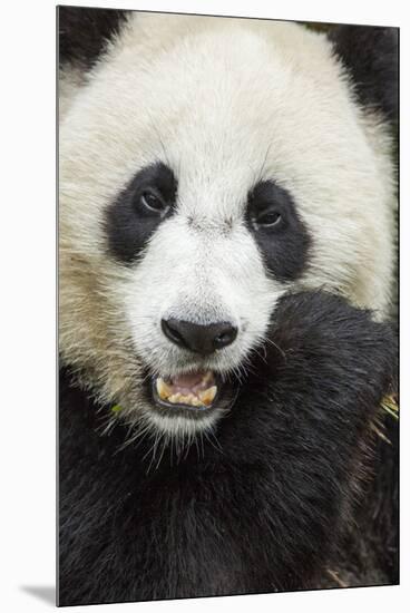 China, Sichuan Province, Chengdu, Pgiant Panda Bear Feeding on Bamboo-Paul Souders-Mounted Premium Photographic Print