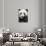 China, Sichuan Province, Chengdu, Pgiant Panda Bear Feeding on Bamboo-Paul Souders-Photographic Print displayed on a wall