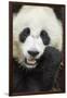 China, Sichuan Province, Chengdu, Pgiant Panda Bear Feeding on Bamboo-Paul Souders-Framed Photographic Print