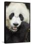 China, Sichuan Province, Chengdu, Pgiant Panda Bear Feeding on Bamboo-Paul Souders-Framed Stretched Canvas