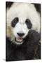 China, Sichuan Province, Chengdu, Pgiant Panda Bear Feeding on Bamboo-Paul Souders-Stretched Canvas