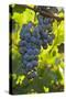 China, Xinjiang, Manas. Cab. Sauv. Grapes for the Citic Guoan Winery-Janis Miglavs-Stretched Canvas