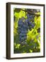 China, Xinjiang, Manas. Cab. Sauv. Grapes for the Citic Guoan Winery-Janis Miglavs-Framed Photographic Print